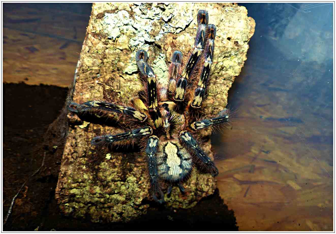 poecilotheria ornata (8)